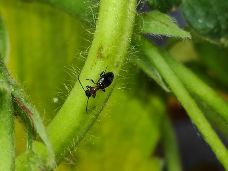 Anthicidae: Anthelephila pedestris